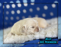 Jelly Male AKC Pekingese $3625