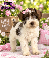 Penny Female Schnoodle $1350