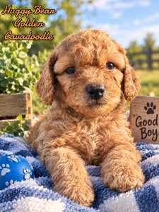 Huggy Bear Male Golden Cavadoodle $900