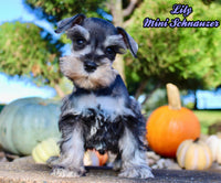 Lily Female AKC Mini Schnauzer $1250
