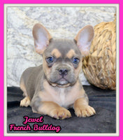 Jewel Female AKC French Bulldog $1500