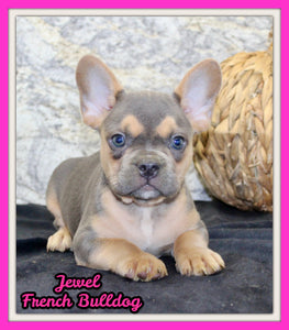 Jewel Female AKC French Bulldog $1500