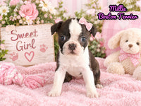 Millie Female Boston Terrier $1500