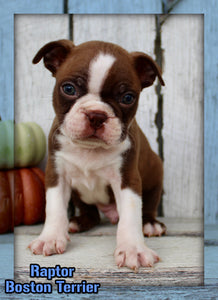 Raptor Male AKC Boston Terrier $1000