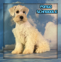 Pongo Male Schnoodle $1375