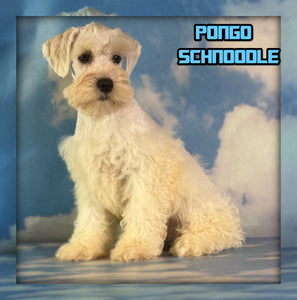Pongo Male Schnoodle $1375