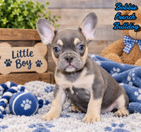 Bobbie Male AKC French Bulldog $1500
