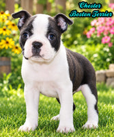 Chester Male Boston Terrier $1000