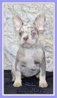 Shelia Female AKC French Bulldog $1400