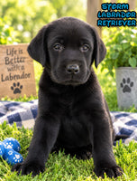 Storm Male AKC Labrador Retriever $1250