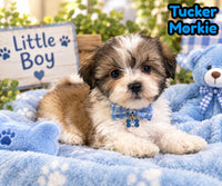 Tucker Male Morkie $1150
