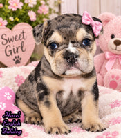 Hazel Female English Bulldog $1500