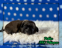 Pickles Male AKC Pekingese $3625