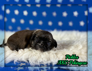 Pickles Male AKC Pekingese $3625