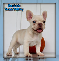 Hendricks AKC Male French Bulldog $1450