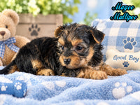 Magoo Male Maltipoo $1150
