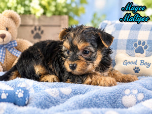 Magoo Male Maltipoo $1150