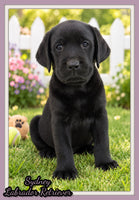 Sydney Female AKC Labrador Retriever $1150