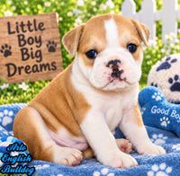 Arlo Male English Bulldog $1300
