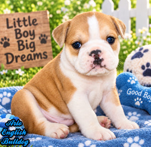 Arlo Male English Bulldog $1300