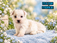 Mator Male Maltipoo $1150