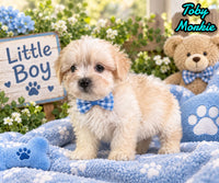 Toby Male Morkie $1150
