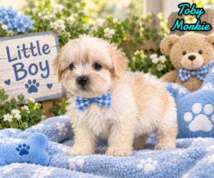 Toby Male Morkie $1150