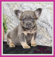 Crystal Female AKC French Bulldog $1400