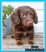 Carter Male AKC Mini Dachshund $1450