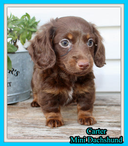 Carter Male AKC Mini Dachshund $1450