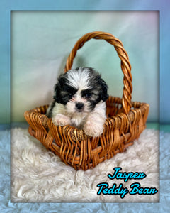 Jasper Male Teddy Bear $875