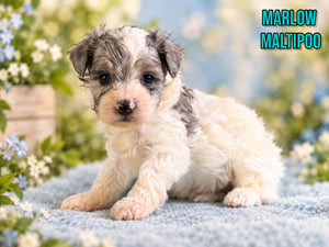 Marlow Male Maltipoo $1150
