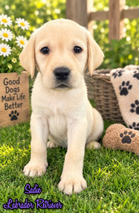 Sadie Female AKC Labrador Retriever $1150
