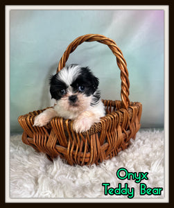 Onyx Male Teddy Bear $875