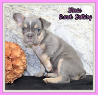 Gloria Female AKC French Bulldog $1400