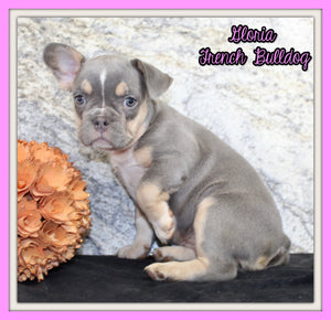 Gloria Female AKC French Bulldog $1400