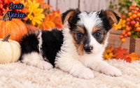 Lexie Female AKC Yorkshire Terrier $950