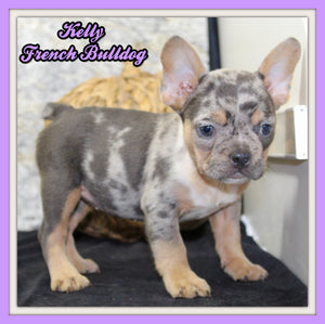 Kelly Female AKC French Bulldog $1450