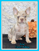 Ernie Male AKC French Bulldog $1350