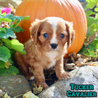 Tucker Male AKC Cavalier $1895