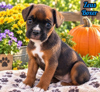 Zeus Male AKC Boxer $1950