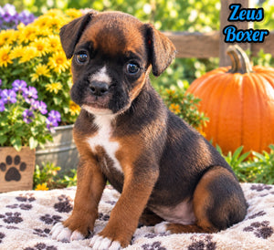 Zeus Male AKC Boxer $1950