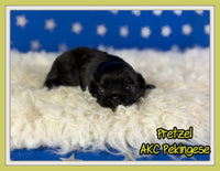 Pretzel Male AKC Pekingese $3625