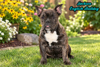 Jackson Male English Bulldog $499