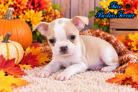 Taco Male Boston Terrier $550