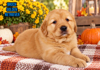 Brock Male AKC Golden Retriever $1999
