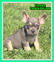Frankie Male AKC French Bulldog $1450