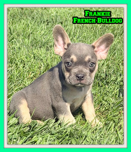 Frankie Male AKC French Bulldog $1450