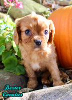 Dexter Male AKC Cavalier $1750