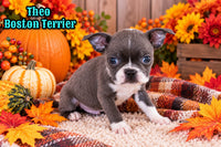 Theo Male Boston Terrier $750